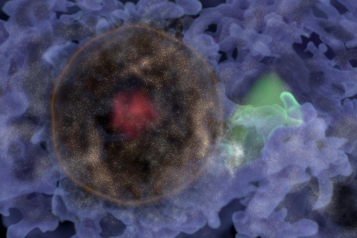 Animea Studio/CEA / AFP Animea Studio/CEA / AFP