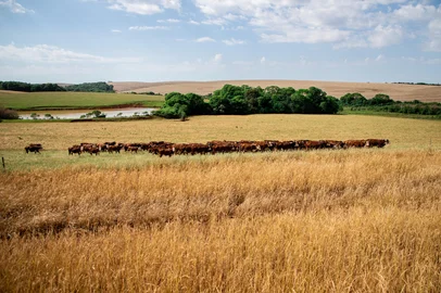 Boa Vista das Missões,  RS, BRASIL- Fazenda Librelotto, em Boa Vista das Missões, investe em ações como revezamento de culturas, plantio de inverno e integração lavoura-pecuária para amenizar efeitos de mudanças climáticas e aumentar produtividade. Proprietário Ivonei Librelotto Foto: Galileu Guerra/Especial<!-- NICAID(14935280) -->