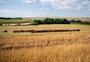 Novas formas e raças diferentes: como as mudanças climáticas afetam a produção de carne do RS