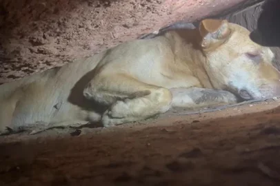 Após mais de oito horas de trabalho, uma cadela foi resgatada de uma fenda de pedras no interior de Carlos Barbosa na noite desta quarta-feira (30). O animal teve apenas ferimentos leves e foi encaminhado para uma clínica veterinária da cidade. <!-- NICAID(16028102) -->