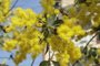 Mimosa, a árvore que floresce no inverno em Porto Alegre<!-- NICAID(15144092) -->