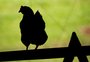 Organização Mundial de Saúde Animal reconhece Brasil como livre de gripe aviária em granjas comerciais