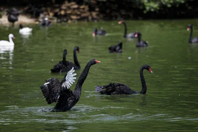 Sapucaia do Sul, RS, Brasil, 03-01-2025: Cisnes-negros em lago no Zoológico de Sapucaia do Sul. Aves estão entre os 179 animais que irão a leilão para evitar superpopulação no local. Foto: Mateus Bruxel / Agência RBS Indexador: MATEUS BRUXEL<!-- NICAID(15948068) -->