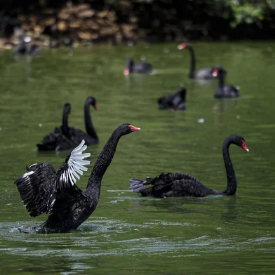 Sapucaia do Sul, RS, Brasil, 03-01-2025: Cisnes-negros em lago no Zoológico de Sapucaia do Sul. Aves estão entre os 179 animais que irão a leilão para evitar superpopulação no local. Foto: Mateus Bruxel / Agência RBS Indexador: MATEUS BRUXEL<!-- NICAID(15948068) -->