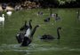 Gripe aviária foi a causa da morte de cisnes e aves em zoológico no RS