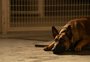 O filme da cachorra é imperdível
