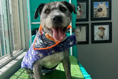 Spike, que foi adotado em caxias do Sul após ser agredido<!-- NICAID(16263303) -->