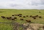 Projeto de 7 milhões de euros vai ampliar sustentabilidade da produção no Pampa