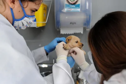 CAXIAS DO SUL, RS, BRASIL, 07/11/2021 - Curso de Medicina Veterinária da UCS oferece assistência a animais em vulnerabilidade durante ação neste domingo ao lado do Estádio Centenário. (Marcelo Casagrande/Agência RBS)<!-- NICAID(14934552) -->