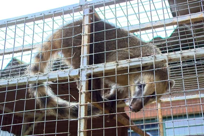 Calor favorece aparições de animais silvestres e mais de 70 atendimentos são registrados em Passo Fundo<!-- NICAID(16223382) -->