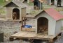 Como será e quais são as exigências para a construção do Parque de Proteção Animal de Caxias do Sul