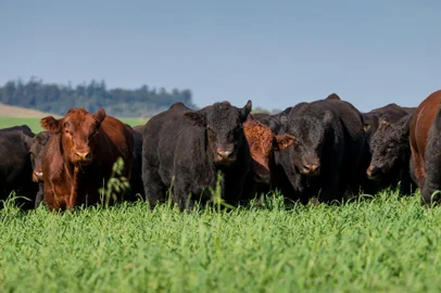 Animais da raça angus<!-- NICAID(15423967) -->