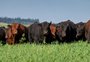 O que o mapeamento genético de bovinos tem a ver com a carne do seu churrasco