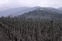 Picture of grapevine fields at the Vik vineyard in Millahue, O'Higgins Region, Chile, taken on August 9, 2023. In the valleys of central Chile, the land of Carmenere, Cabernet Sauvignon, or Merlot, winemakers harvest at night, use horse manure, and rescue old techniques to cope with the lack of water and the twists and turns of the climate. (Photo by Pablo COZZAGLIO / AFP)Editoria: LIFLocal: MillahueIndexador: PABLO COZZAGLIOSecao: process industryFonte: AFPFotógrafo: STF<!-- NICAID(15513987) -->