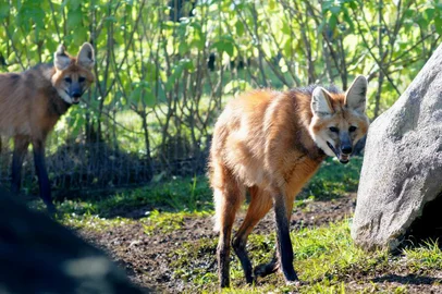Lobo-guará macho chega ao zoológico de Gramado para reprodução da espécie <!-- NICAID(15818205) -->
