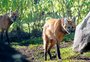Lobo-guará macho chega ao zoológico de Gramado para reprodução da espécie 