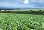 Qual a participação do RS na receita de R$ 1 trilhão prevista para a agropecuária do país