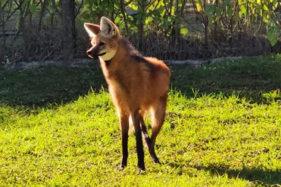 Uma fêmea de lobo-guará, com problema na pata, veio do Centro de Triagem de Animais Silvestres (Cetas) de Belo Horizonte, em Minas Gerais para o Gramadozoo ganhará novo companheiro<!-- NICAID(15787411) -->