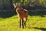 Loba reabilitada no zoológico de Gramado ganhará parceiro de espécie 