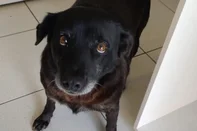 Após sumiço de cão comunitário, secretário e dois CC's são exonerados da prefeitura de VacariaCão Negão sumiu na quinta-feira, 24 de abril de 2025, após ser capturado por dois cargos de confiança da prefeitura de Vacaria. Caso é investigado pela Polícia Civil<!-- NICAID(16025633) -->