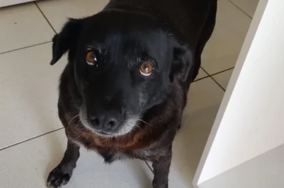 Após sumiço de cão comunitário, secretário e dois CC's são exonerados da prefeitura de VacariaCão Negão sumiu na quinta-feira, 24 de abril de 2025, após ser capturado por dois cargos de confiança da prefeitura de Vacaria. Caso é investigado pela Polícia Civil<!-- NICAID(16025633) -->
