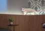 Tem gato em casa? Dicas  para manter o bichano feliz e a decoração em ordem