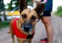 Cão sobrevivente da enchente vira "AUtleta" e participa de prova de corrida junto à protetora de animais que o resgatou