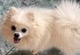 Cadela da raça lulu da pomerânia morre após ser levada para tomar banho em pet shop de Viamão