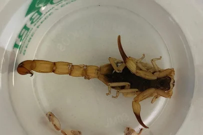 Vigilância em Saúde faz alerta para escorpião-amarelo encontrado em Chapecó<!-- NICAID(14931275) -->