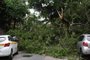 Porto Alegre, RS, Brasil, 17-01-2024: Árvores caídas bloqueiam a Rua Jacinto Gomes. Moradores sem energia elétrica. Foto: Mateus Bruxel / Agência RBS<!-- NICAID(15652725) -->