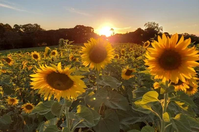 Campo de girassóis da Vinícola Don Giovanni, em Pinto Bandeira.<!-- NICAID(14978695) -->