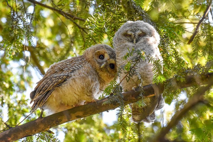 Sasha Jumanca / Wildlife Photographer of the Year / Divulgação