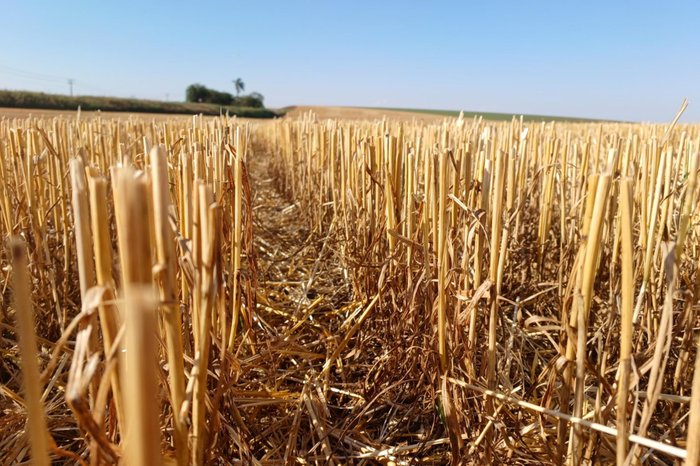 Cleuza Brutti / Emater/ Divulgação