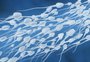 A fertilidade masculina também muda com o tempo?