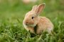 Cute easter orange bunny rabbit on green grassCoelhinho da páscoa. Foto: Vladimir Koshkarov / stock.adobe.comIndexador: Vladimir KoshkarovFonte: 354033122<!-- NICAID(15397536) -->