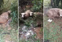 "Terminou nosso rebanho": produtor lamenta morte de 50 ovelhas atacadas por cães em Caseiros