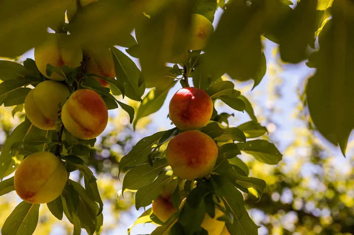 Neimar De Cesero / Agencia RBS