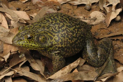 Rã que "muge" como um boi: espécie invasora monitorada em Florianópolis carrega fungo associado à extinção de anfíbios<!-- NICAID(16302291) -->