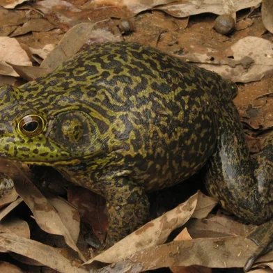 Rã que "muge" como um boi: espécie invasora monitorada em Florianópolis carrega fungo associado à extinção de anfíbios<!-- NICAID(16302291) -->