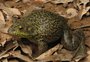 Rã que "muge" como um boi: espécie invasora monitorada em Florianópolis carrega fungo associado à extinção de anfíbios