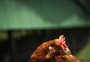 Exportações de carne de frango de todo o Brasil para a União Europeia estão suspensas