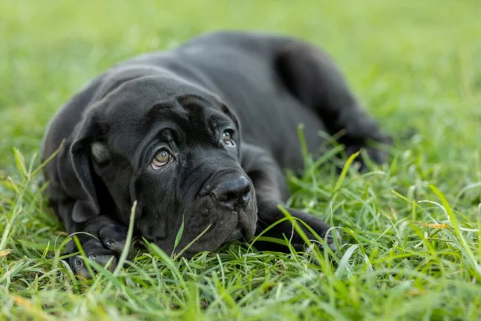 CoreRock / Shutterstock | Portal EdiCase