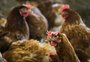 Ministério da Agricultura suspende eventos com aglomeração de aves como prevenção à influenza aviária