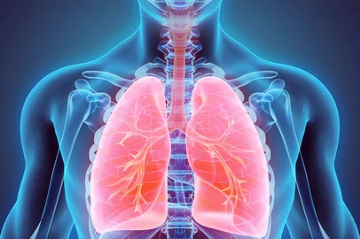 3D illustration of Lungs - Part of Human Organic.Fonte: 110032672<!-- NICAID(15477138) -->