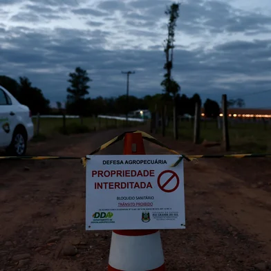 MONTENEGRO, RS, BRASIL, 16/05/2025: O Ministério da Agricultura e Pecuária confirmou nesta sexta-feira (16) a detecção de um caso de influenza aviária em aves comerciais do Estado. Trata-se do primeiro caso encontrado em granjas comerciais do Brasil. Em razão disso, foi decretado estado de emergência zoossanitária por 60 dias. Foto: Jefferson Botega/Agência RBSIndexador: jeff botega<!-- NICAID(16039402) -->