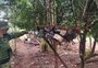 Galinhas são encontradas em situação de maus-tratos no norte do RS