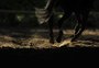Cavalos morrem em centro equestre de Porto Alegre após quadro de paralisia; caso é investigado pela UFRGS