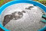 Imprópria para o consumo e com odor de fuligem: pesquisadores analisarão o que tem na água da chuva preta