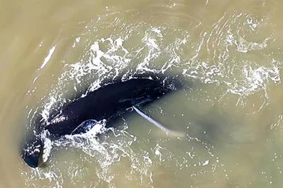 Marcelo Langon, fotógrafo gaúcho do meio ambiente marinho, realizou uma expedição fotográfica ao Uruguai e conseguiu registrar um grupo de cópula da baleia-franca. O fato é raríssimo e muito pouco divulgado.Estou enviando um release.<!-- NICAID(16153264) -->