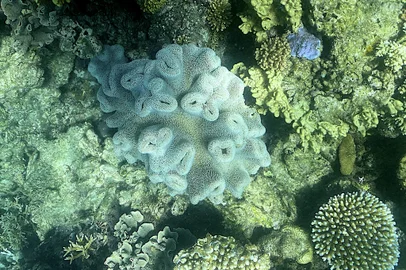 This picture taken on March 7, 2022 shows the current condition of the coral on the Great Barrier Reef, off the coast of the Australian state of Queensland. The Great Barrier Reef has again been hit with "widespread" bleaching, authorities said on March 18, 2022, as higher-than-average ocean temperatures off Australia's northeast threaten the already struggling World Heritage site. (Photo by Glenn NICHOLLS / AFP) / The erroneous mention[s] appearing in the metadata of this photo by Glenn NICHOLLS has been modified in AFP systems in the following manner: [caption info, as well as dateline: Great Barrier Reef] instead of [Cairns]. Please immediately remove the erroneous mention[s] from all your online services and delete it (them) from your servers. If you have been authorized by AFP to distribute it (them) to third parties, please ensure that the same actions are carried out by them. Failure to promptly comply with these instructions will entail liability on your part for any continued or post notification usage. Therefore we thank you very much for all your attention and prompt action. We are sorry for the inconvenience this notification may cause and remain at your disposal for any further information you may require.Editoria: ENVLocal: Great Barrier ReefIndexador: GLENN NICHOLLSSecao: global changeFonte: AFPFotógrafo: STR<!-- NICAID(15700101) -->